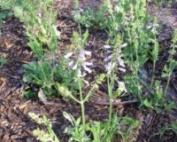 salvia lyrata.jpg
